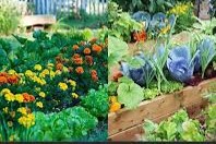 plants