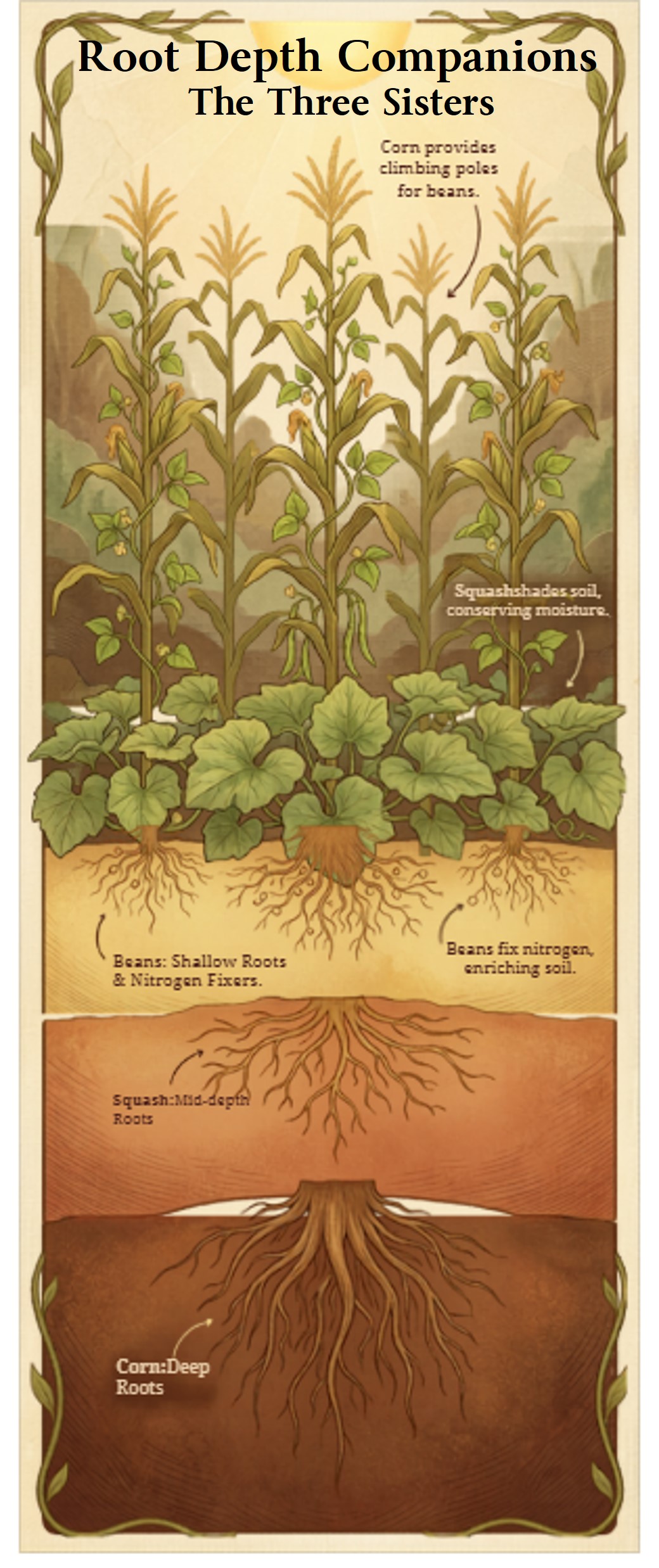 root depth companions