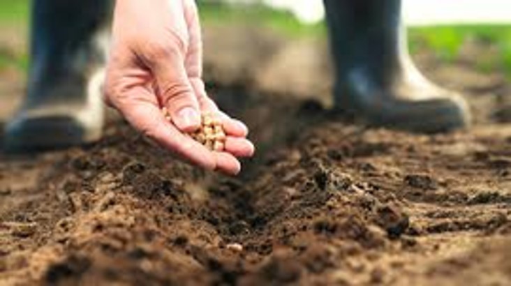 soil