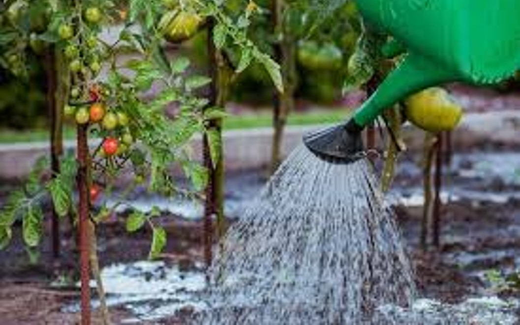 watering can