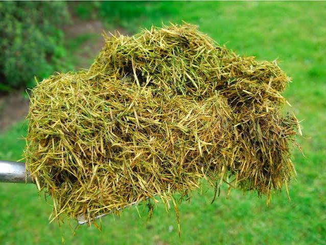 grass clippings